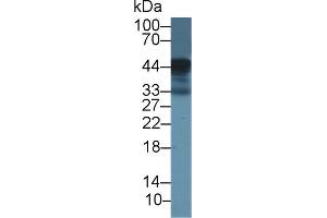 Detection of LOX1 in Bovine Spleen lysate using Polyclonal Antibody to Lectin Like Oxidized Low Density Lipoprotein Receptor 1 (LOX1) (OLR1 抗体  (AA 57-270))