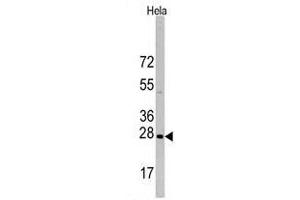 Western blot analysis of HSPB1 Antibody in Hela cell line lysates (35 µg/lane). (HSP27 抗体  (Ser83))