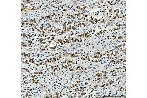 IHC analysis of PC4/SUB1 using anti-PC4/SUB1 antibody (ABIN7602185).