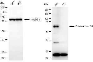 anti-Forkhead Box O4 (FOXO4) antibody