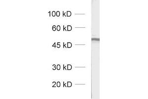 Western Blotting (WB) image for anti-gamma-aminobutyric Acid (GABA) A Receptor, alpha 2 (GABRA2) (AA 29-37) antibody (ABIN1742454)