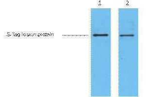 Western Blotting (WB) image for anti-S-Tag antibody (ABIN3178570) (S-Tag 抗体)