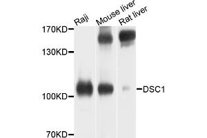 Western blot analysis of extracts of various cell lines, using DSC1 antibody (ABIN4903515) at 1:1000 dilution. (Desmocollin 1 抗体)