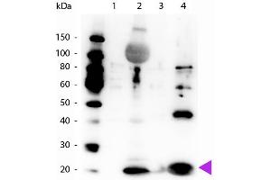 Western Blot of Rabbit Anti-Myosin pS19/pS20 antibody. (Myosin 抗体  (N-Term, pSer19, pSer20))