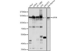 Western blot analysis of extracts of various cell lines, using eIF3B antibody (ABIN6130364, ABIN6140053, ABIN6140054 and ABIN6214441) at 1:1000 dilution. (EIF3B 抗体  (AA 100-350))
