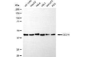 Western blotting analysis using CD274 antibody (ABIN7797962). (Recombinant PD-L1 抗体)