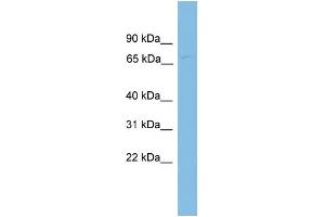 WB Suggested Anti-FBXL4 Antibody Titration: 0.