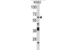 Western blot analysis of PAX3 Antibody (N-term) in K562 cell line lysates (35ug/lane). (Paired Box 3 抗体  (N-Term))