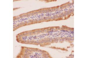 Anti-Crk p38 Picoband antibody,  IHC(P): Mouse Intestine Tissue