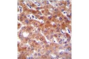 Formalin fixed, paraffin embedded Human liver tissue stained with CYP1A2 Antibody (Center) followed by peroxidase conjugation of the secondary antibody and DAB staining. (CYP1A2 抗体  (Middle Region))