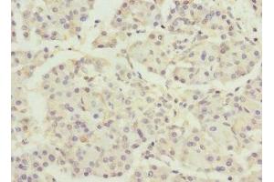 Immunohistochemistry of paraffin-embedded human pancreatic tissue using ABIN7150518 at dilution of 1:100 (DNAJB2 抗体  (AA 215-324))
