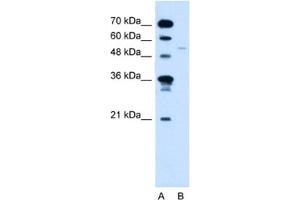 Western Blotting (WB) image for anti-Retinoid X Receptor, gamma (RXRG) antibody (ABIN2461805) (Retinoid X Receptor gamma 抗体)