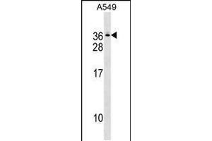 Western blot analysis in A549 cell line lysates (35ug/lane). (GEMIN8 抗体  (C-Term))