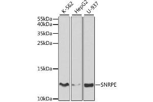 Western blot analysis of extracts of various cell lines, using SNRPE antibody (ABIN1876676) at 1:1000 dilution. (SNRPE 抗体)