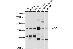 Western blot analysis of extracts of various cell lines, using HGFAC antibody (ABIN6132022, ABIN6141746, ABIN6141747 and ABIN6214246) at 1:1000 dilution. (HGFA 抗体  (AA 408-655))