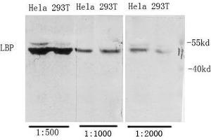 Western Blot (WB) analysis of specific cells using Antibody diluted at 1:1000. (LBP 抗体  (Internal Region))