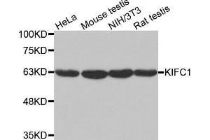 Western blot analysis of extracts of various cell lines, using KIFC1 antibody. (KIFC1 抗体  (AA 1-250))