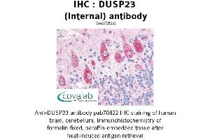 Image no. 1 for anti-Dual Specificity Phosphatase 23 (DUSP23) (Internal Region) antibody (ABIN1733810) (DUSP23 抗体  (Internal Region))