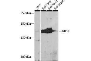 Western blot analysis of extracts of various cell lines, using DIP2C antibody (ABIN7266780) at 1:1000 dilution. (DIP2C 抗体)