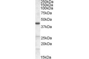 Image no. 1 for anti-Abhydrolase Domain Containing 5 (ABHD5) (Internal Region) antibody (ABIN374842) (ABHD5 抗体  (Internal Region))