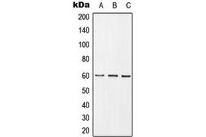 Western blot analysis of GRB10 (pY67) expression in HEK293T insulin-treated (A), mouse spleen (B), PC12 insulin-treated (C) whole cell lysates.