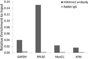 Chromatin immunoprecipitation analysis extracts of 293 cell line, using Dimethyl-Histone H3-K4 antibody (ABIN5969803) and rabbit IgG. (Histone 3 抗体  (H3K4me2))