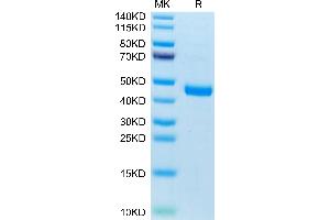 Mouse CXCL13 on Tris-Bis PAGE under reduced condition. (CXCL13 Protein (AA 22-109) (Fc Tag))