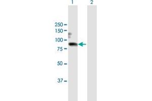 Western Blot analysis of WHSC1 expression in transfected 293T cell line by WHSC1 MaxPab polyclonal antibody. (WHSC1 抗体  (AA 1-647))