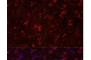 Immunofluorescence analysis of Mouse brain using GRIN2B Polyclonal Antibody at dilution of 1:100. (GRIN2B 抗体)
