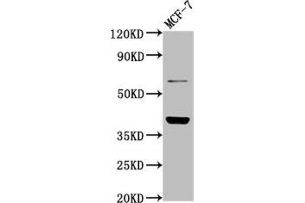 LAPTM4B 抗体  (AA 174-226)