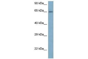 Western Blot showing ARFGAP3 antibody used at a concentration of 1 ug/ml against 721_B Cell Lysate (ARFGAP3 抗体  (N-Term))