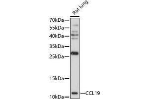 Western blot analysis of extracts of rat lung, using CCL19 antibody (ABIN7266300) at 1:1000 dilution. (CCL19 抗体  (AA 22-95))