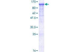 EFR3A Protein (AA 1-785) (GST tag)