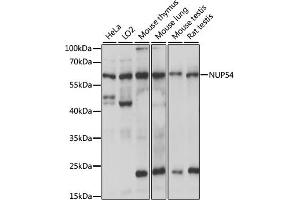 Western blot analysis of extracts of various cell lines, using NUP54 antibody (ABIN7269044) at 1:1000 dilution. (NUP54 抗体  (AA 100-400))