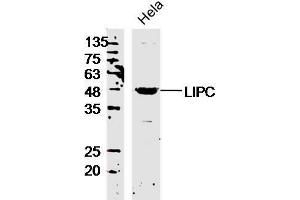 Hela lysates probed with LIPC Polyclonal Antibody, Unconjugated  at 1:300 overnight at 4˚C. (LIPC 抗体  (AA 301-400))
