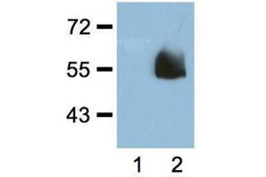 1:1000 (1μg/mL) Ab dilution probed against HEK293 cells transfected with HA-tagged protein vector, untransfected (1) and transfected (2) (HA-Tag 抗体)