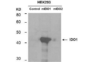 Western Blotting (WB) image for anti-Indoleamine 2,3-Dioxygenase 1 (IDO1) antibody (ABIN1043820) (IDO1 抗体)