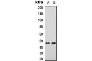 Western blot analysis of MRPS5 expression in HEK293T (A), Raw264. (MRPS5 抗体  (C-Term))