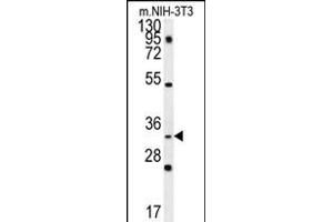 C10orf63 Antibody (Center) (ABIN657863 and ABIN2846819) western blot analysis in mouse NIH-3T3 cell line lysates (35 μg/lane). (ENKUR 抗体  (AA 109-137))
