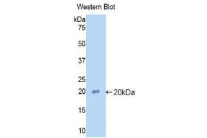 Western Blotting (WB) image for anti-Alpha2 Antiplasmin (SERPINF2) (AA 348-491) antibody (ABIN1857850) (alpha 2 Antiplasmin 抗体  (AA 348-491))