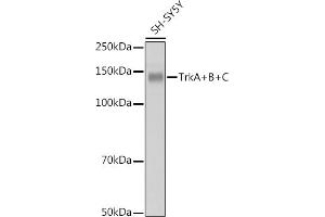 Western blot analysis of extracts of SH-SY5Y cells, using TrkA+B+C antibody (ABIN1679182, ABIN1679183, ABIN7101489 and ABIN7101490) at 1:1000 dilution. (TrkA, B, C 抗体)