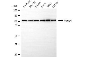 anti-Proteasome (Prosome, Macropain) 26S Subunit, Non-ATPase, 1 (PSMD1) antibody
