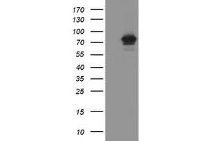 Image no. 1 for anti-F-Box Protein 42 (FBXO42) (AA 356-717) antibody (ABIN1491451)