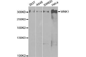 Western blot analysis of extracts of various cell lines, using WNK1 antibody. (WNK1 抗体)