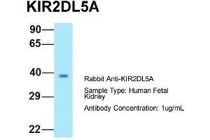 Western Blotting (WB) image for anti-Killer Cell Immunoglobulin-Like Receptor, Two Domains, Long Cytoplasmic Tail, 5A (KIR2DL5A) (C-Term) antibody (ABIN2774436)