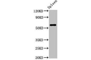 Western Blot Positive WB detected in: Rat spleen tissue All lanes: RBMY1A1 antibody at 2. (RBMY1A1 抗体  (AA 1-459))