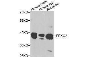 Western blot analysis of extracts of various cell lines, using FBXO2 antibody. (FBXO2 抗体)