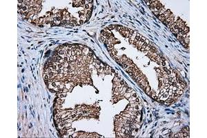 Immunohistochemistry (IHC) image for anti-Atrial Natriuretic Peptide Receptor 3 (NPR3) antibody (ABIN1499806) (NPR3 抗体)