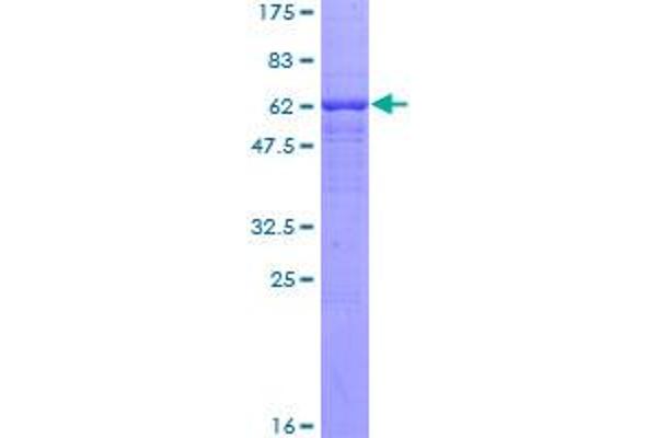 CRHBP Protein (AA 1-322) (GST tag)