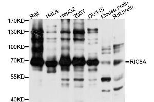 Western blot analysis of extracts of various cell lines, using RIC8A antibody.